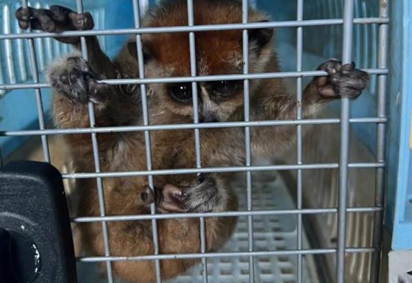 Giao nộp Cu li quý hiếm