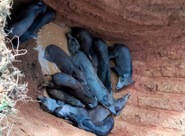 Nghệ An có trên 100 ổ dịch tả lợn châu Phi