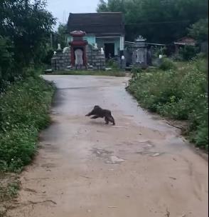Quảng Nam, khỉ cắn chết 4 con chó, tấn công 3 người bị thương