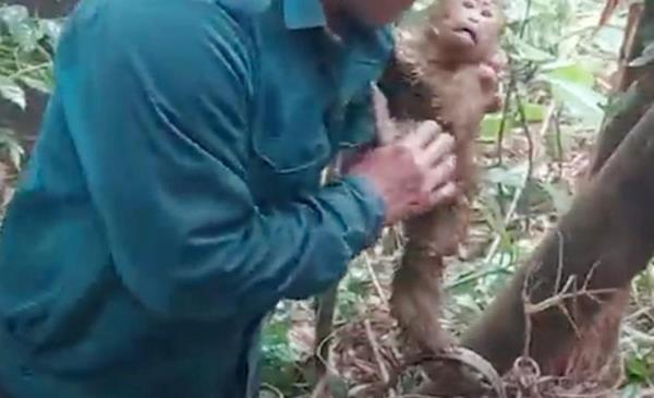 Giải cứu động vật quý hiếm trên cổng trời