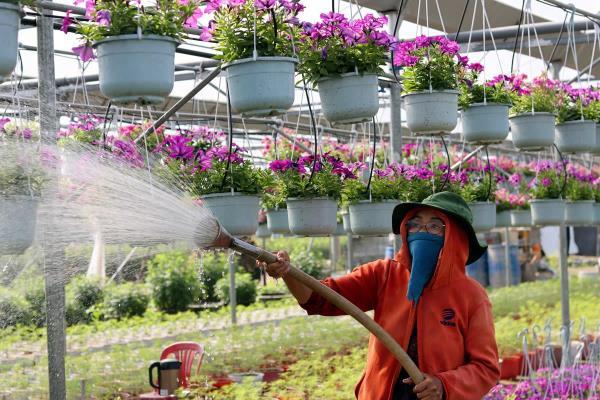 Làng hoa Đà Nẵng, Quảng Nam vào vụ Tết