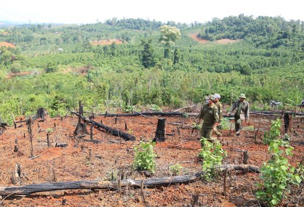 Đề phòng phá rừng dịp Tết