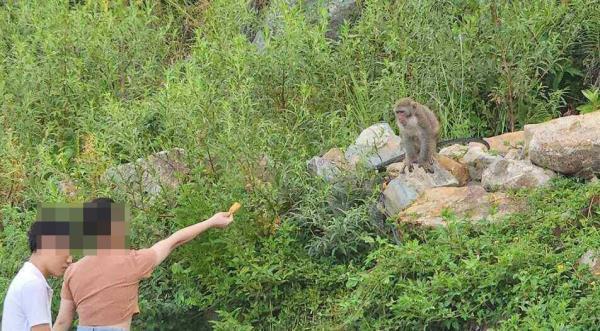 Gắn mã QR tại 3 boot kiểm soát lên Sơn Trà để khuyến cáo du khách không cho khỉ ăn