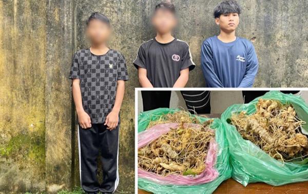 Truy xét nhanh nhóm đối tượng nhổ trộm hơn 200 gốc sâm Ngọc Linh