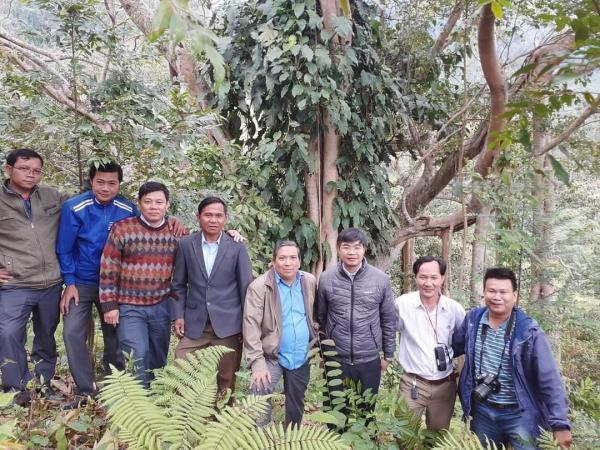 Quần thể 959 cây lim xanh quý hiếm cùng 11 cây đa cổ thụ ở huyện Tây Giang, Quảng Nam vừa được công nhận là Cây di sản Việt Nam