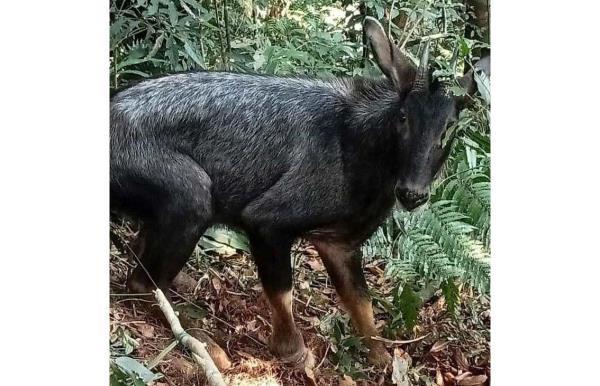 Quảng Nam liên tiếp giải cứu nhiều động vật hoang dã quý hiếm