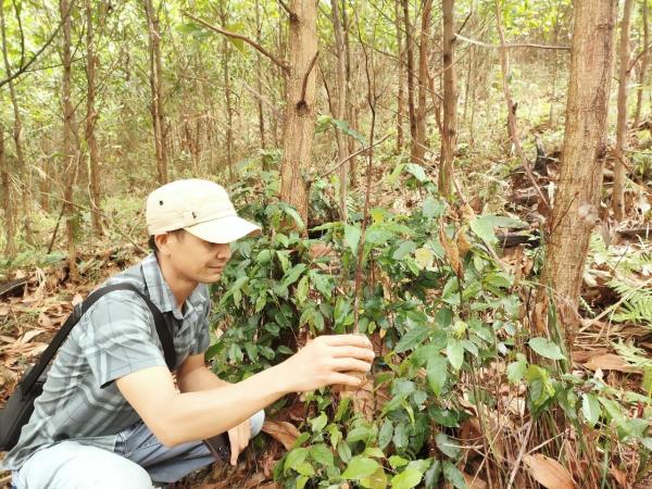 Dự án trồng rừng phòng hộ ở Tiên Phước không đảm bảo quy định