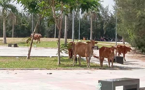 Đẹp mà chưa đẹp