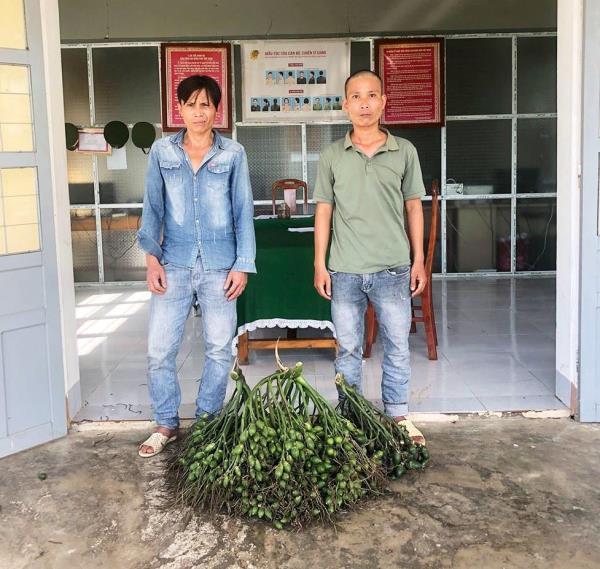 Liên tục bắt giữ nhiều đạo chích trộm quả cau