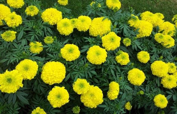 Hoa nở chiều ba mươi