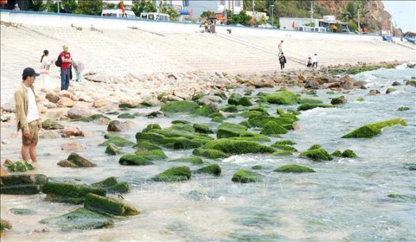 Du khách đổ về làng chài Nhơn Hải check-in mùa rêu xanh mướt