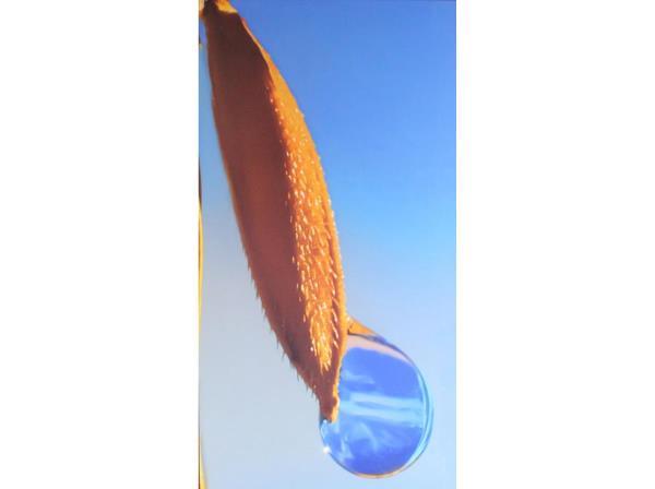 Me kòi oi màu nắng cũ