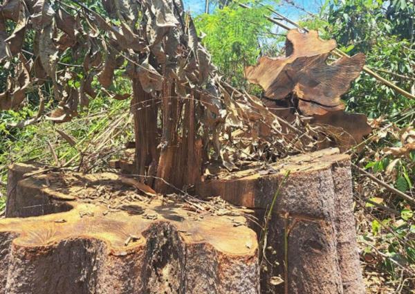 Khởi tố vụ án phá rừng tại huyện Ia HDrai và đề nghị kiểm điểm trách nhiệm nhiều tập thể và cá nhân liên quan