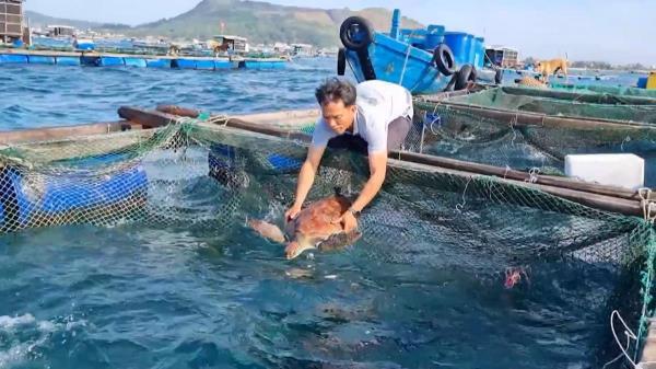 Giúp rùa biển thoát nạn