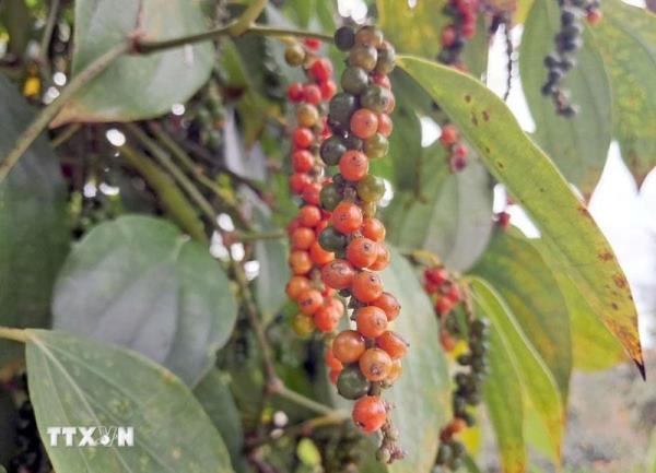 Bản tin nông sản hôm nay (10-6): Giá cà phê giảm nhẹ, giá hồ tiêu ở mức cao