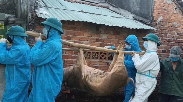 Chủ tịch xã, phường chịu trách nhiệm nếu chủ quan, lơ là để bệnh dịch tả lợn Châu Phi phát sinh diện rộng