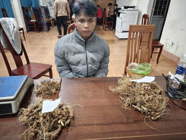 Công an xã Trà Linh nhanh chóng làm rõ nhóm trộm 300 cây sâm Ngọc Linh