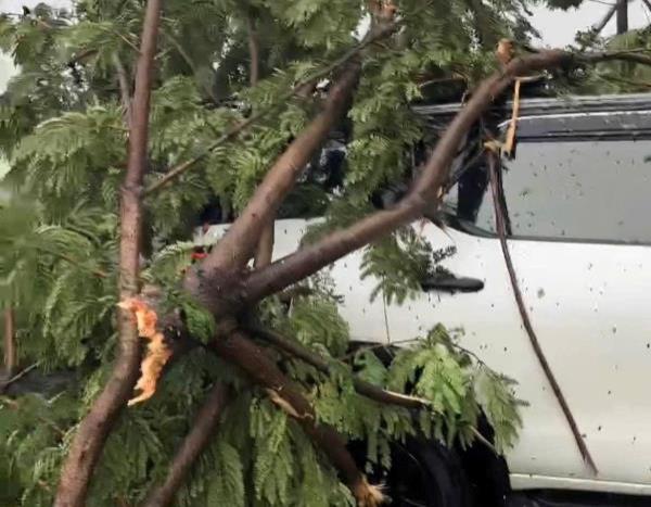 Giải cứu 6 người mắc kẹt trong ô tô bị cây đổ đè