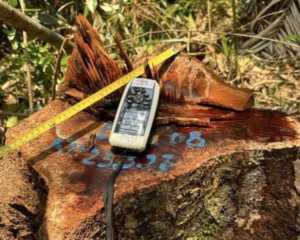 Điều tra vụ 19 cây gỗ rừng hàng chục năm tuổi bị lâm tặc đốn hạ