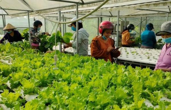 Đưa nông sản sạch đến người tiêu dùng