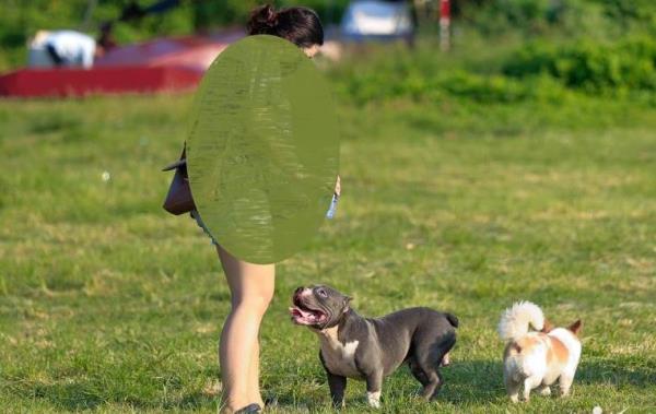 Ẩn họa từ thú cưng