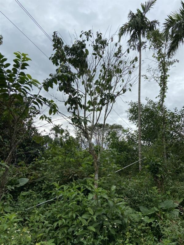 Tai nạn điện chết người