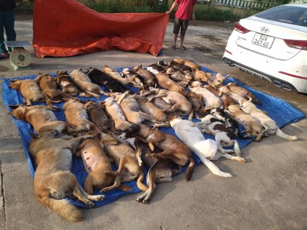 Bắt đối tượng dùng xe ô-tô trộm 38 con chó