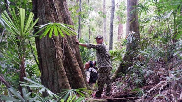 Chuyện của những người gác rừng... (Kỳ cuối: Cho sông Thanh mãi xanh)