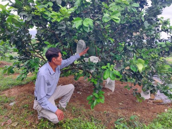 Tập huấn chăm sóc, phát triển cây bưởi da xanh kết hợp phát triển du lịch sinh thái cho nông dân