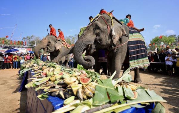 Ấn tượng Hội voi và Lễ hội Văn hóa truyền thống các dân tộc huyện Buôn Đôn