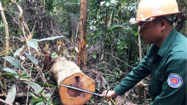 Vụ khai thác rừng trái phép tại núi Chóp Chài (Thăng Bình, Quảng Nam): Đã khởi tố vụ án hình sự, chuyển cơ quan điều tra xử lý