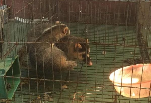 Bị phạt vì bán động vật hoang dã trên Facebook