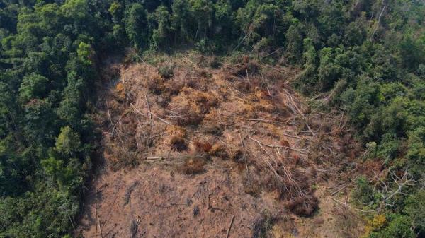 Xử phạt người phá rừng