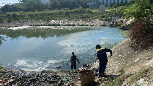 Đà Nẵng xử lý hàng tấn cá chết trên nhiều kênh hồ