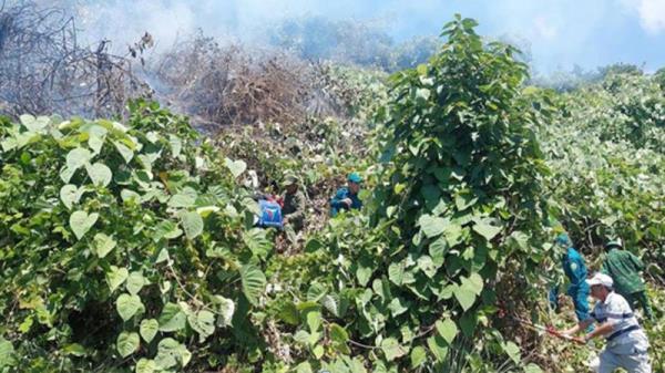 Dập tắt đám cháy trên rừng Hải Vân