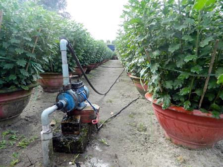 Làng hoa Vân Dương tất bật vào vụ Tết