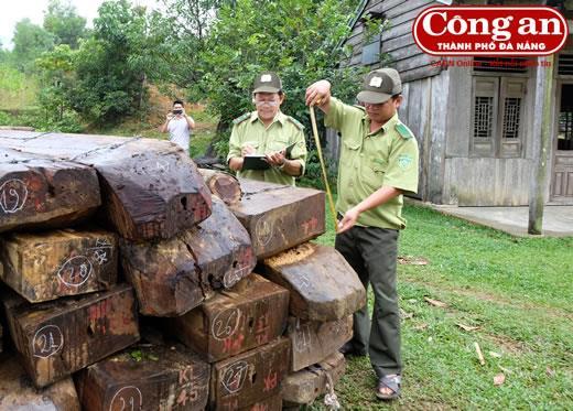 Liên quan đến số gỗ khai thác trái phép tại rừng đặc dụng Bà Nà- Núi Chúa: Cán bộ bảo vệ rừng bảo kê cho lâm tặc?