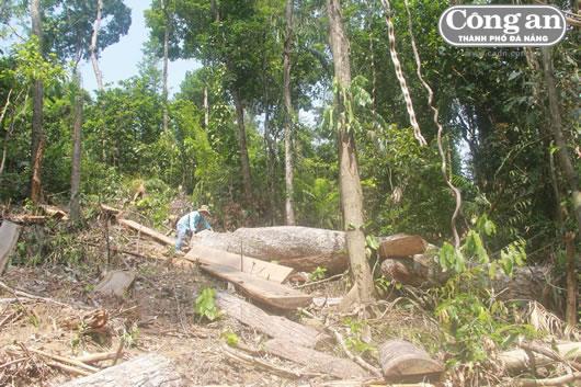 Thâm nhập điểm nóng phá rừng phòng hộ Sông Tranh