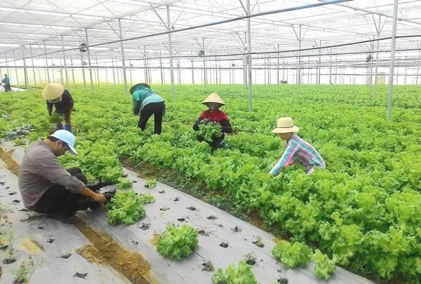 Mô hình Sản xuất nông nghiệp ứng dụng công nghệ cao ở H. Hòa Vang: Nhiều tín hiệu khả quan