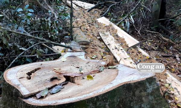 Rừng miền Trung vẫn chảy máu (Kỳ cuối: Dấu hiệu bất thường)