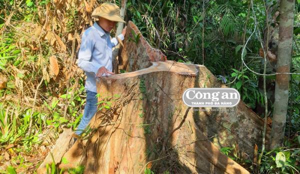 Điều tra, xác minh sớm khởi tố vụ án phá rừng đầu nguồn sông Tranh