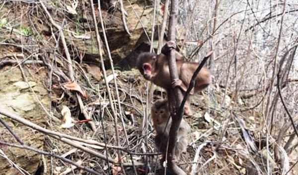 Thả 3 cá thể khỉ quý về môi trường tự nhiên