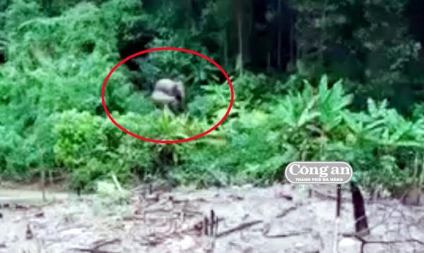 Voi rừng liên tục xuất hiện