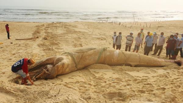 Phát hiện xác cá voi khủng dài hơn 8 mét