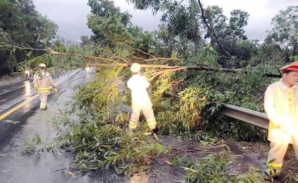 Cảnh sát Giao thông TP Đà Nẵng dọn dẹp cây đổ trên đường phố