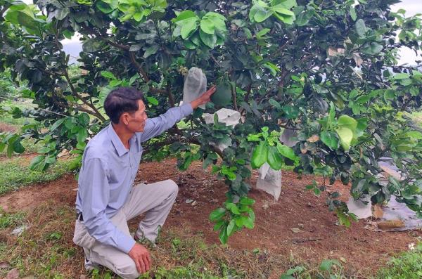 Hòa Ninh phát triển vùng chuyên canh bưởi da xanh dưới chân núi Bà Nà