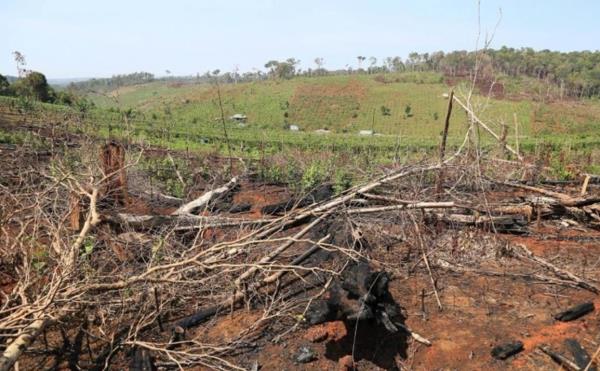 Nạn phá rừng ở Đắk Glong đã giảm nhưng vẫn còn nóng