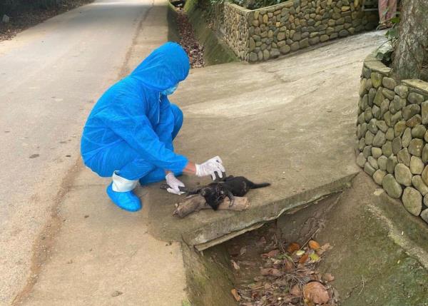 Xuất hiện nhiều ổ bệnh dại, người dân cần chủ động phòng tránh