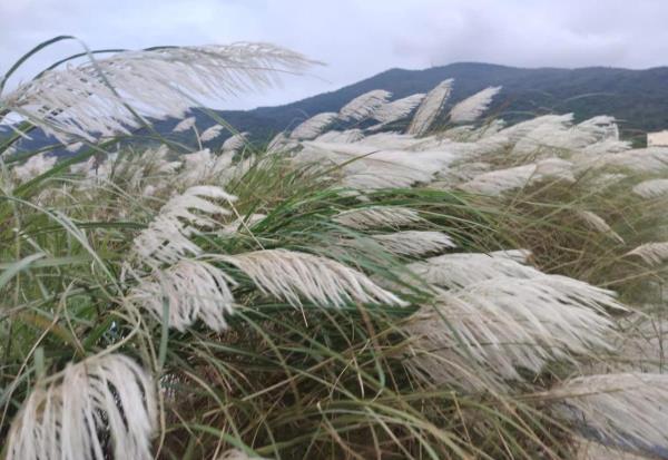 Bồng bềnh sắc trắng mùa lau…