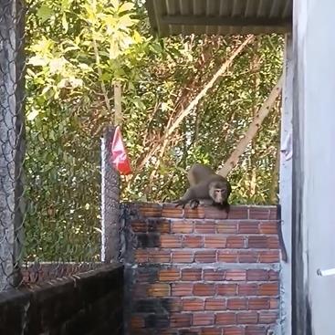 Quảng Nam lên phương án bắn tiêu diệt cá thể khỉ tấn công người